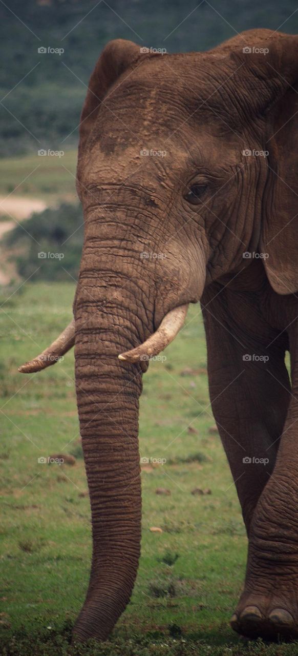 Elephants the gentle giant.