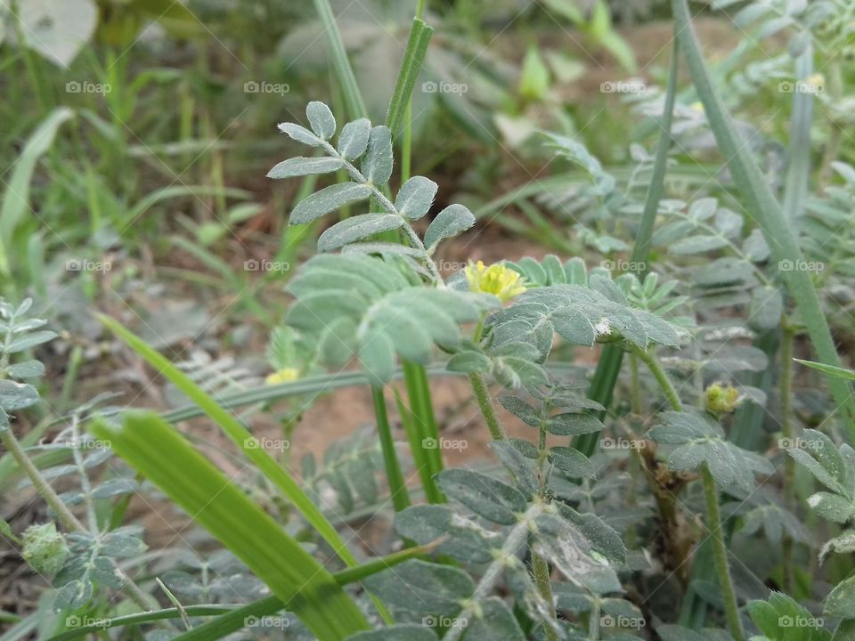 plant with grass and show his leaves and flower.