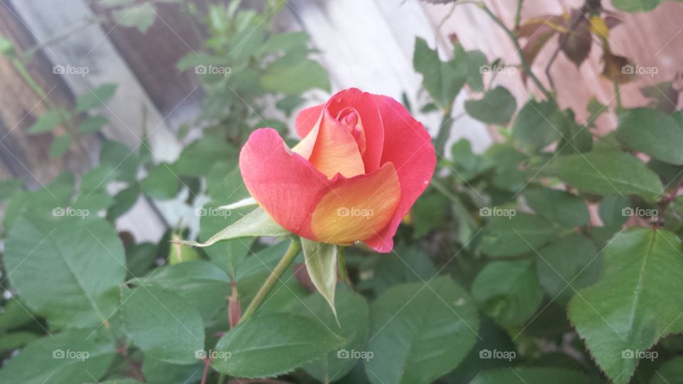 Flower, Nature, Leaf, Flora, Garden