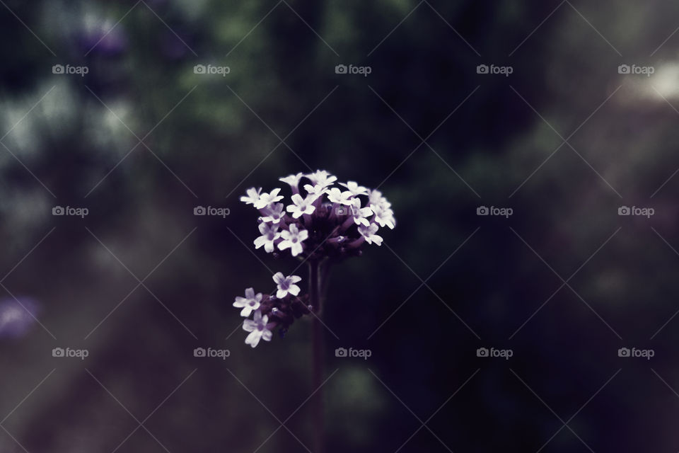 Small purple flowers 