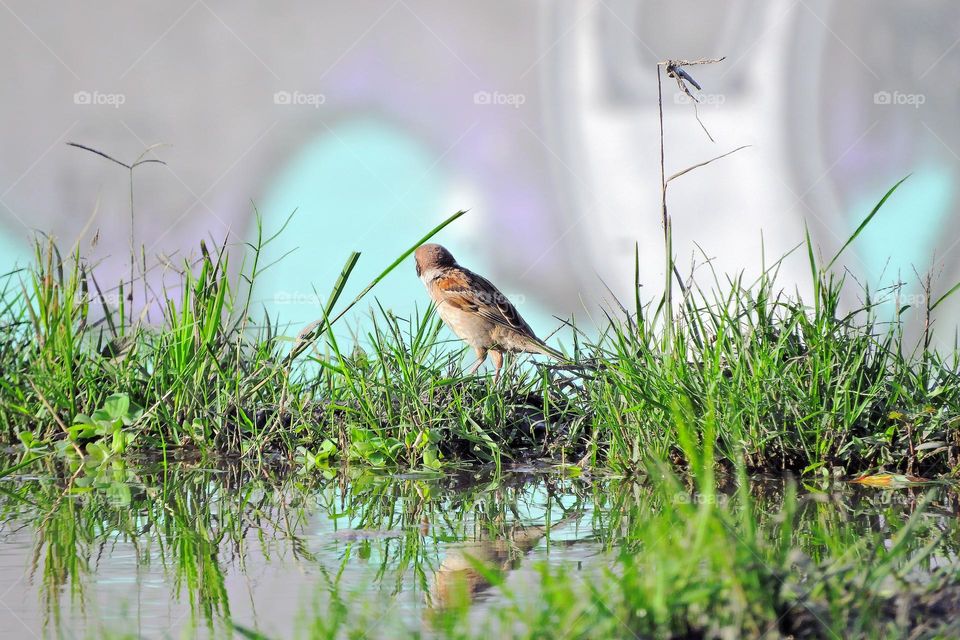 Sparrow on the land