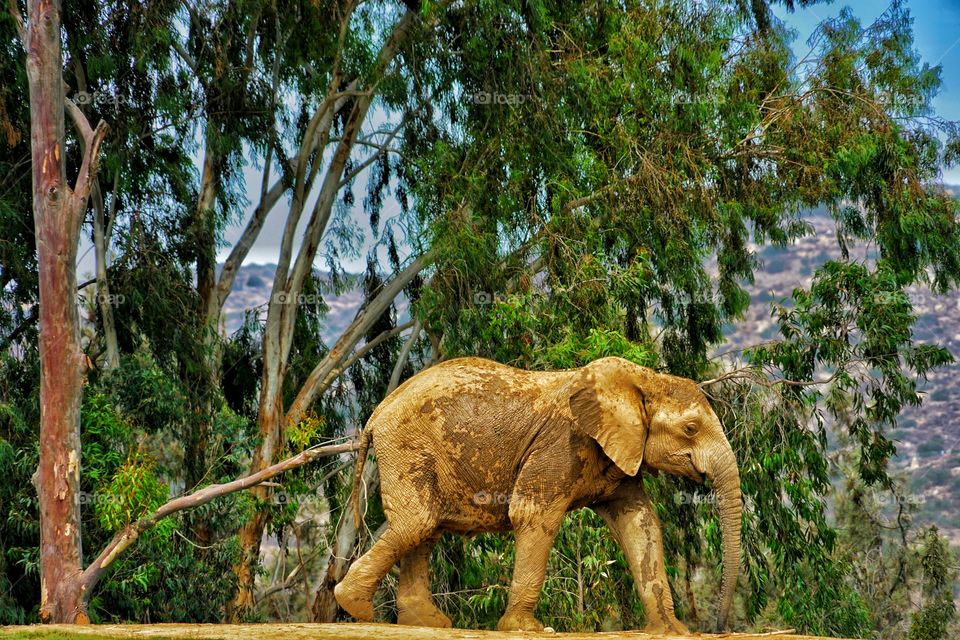 African Elephant Covered In Mud
