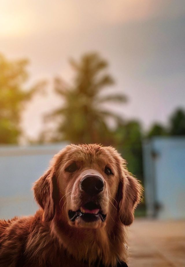 dog