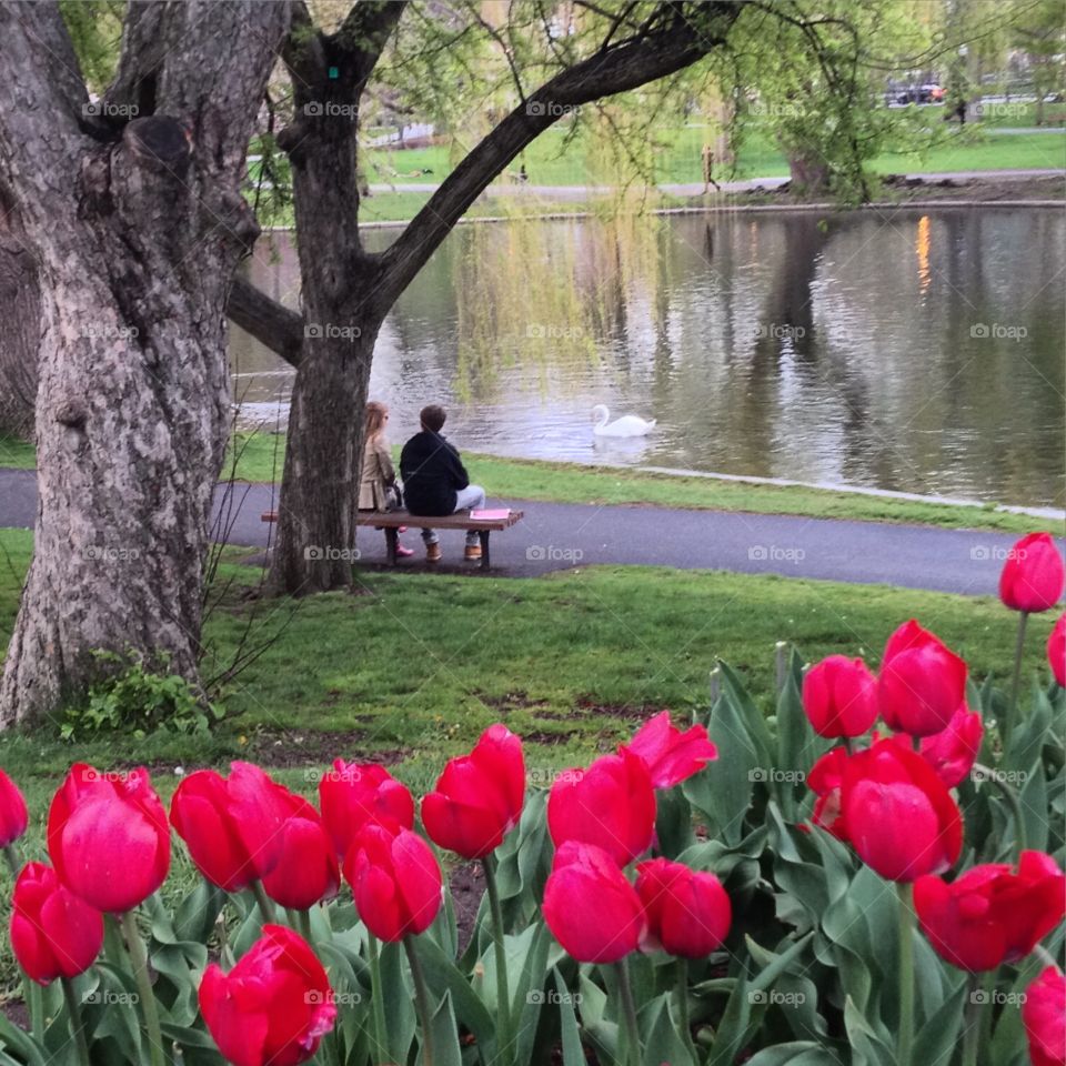 Swan Watching. Swan Watching at Boston Public Garden