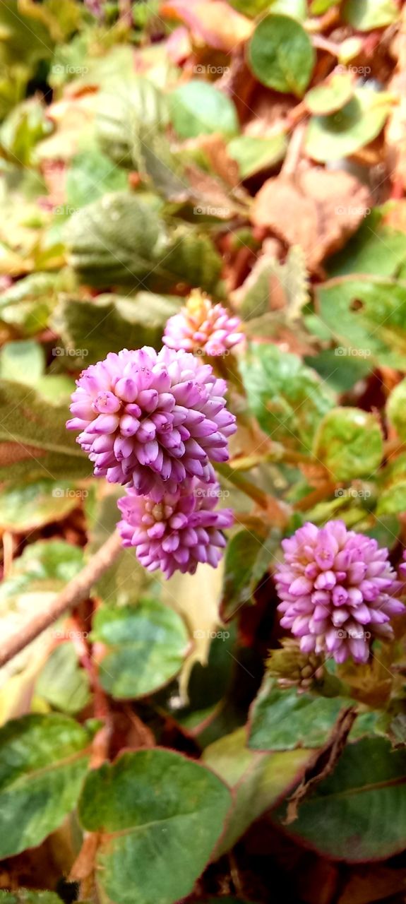 Persicaria capitata