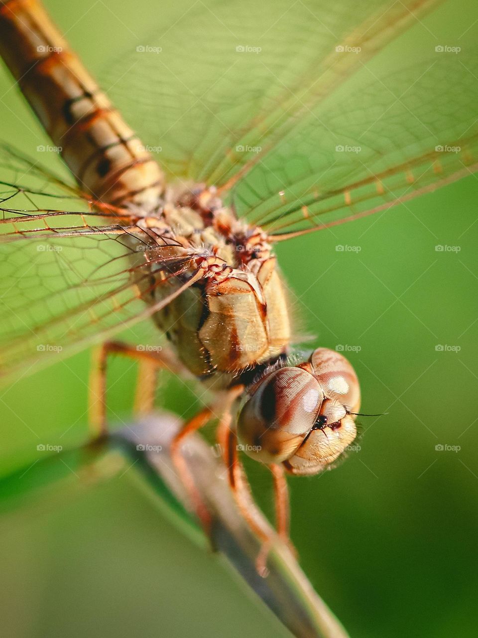 Dragonfly in the morning