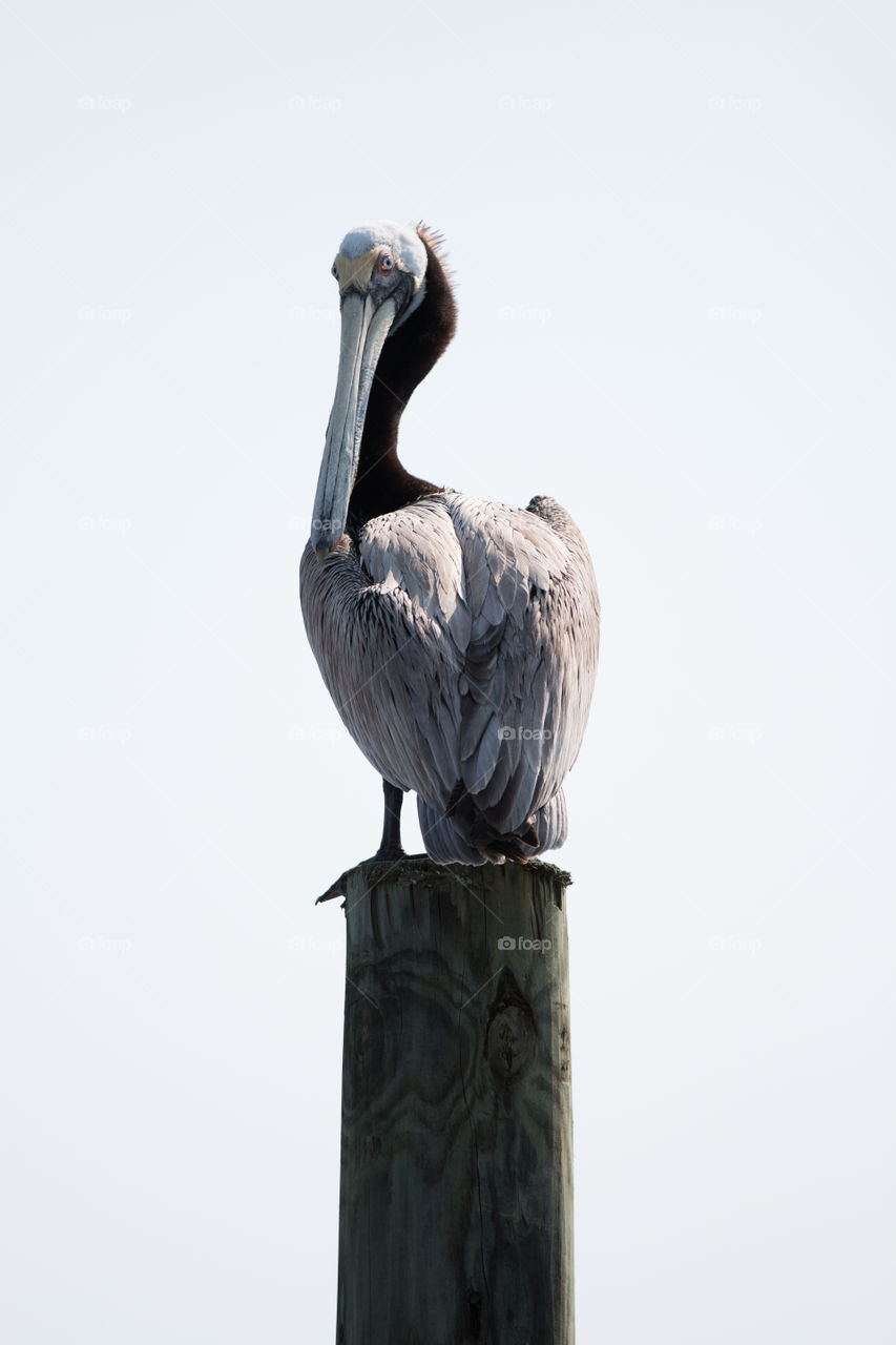 Bird, No Person, Wildlife, Pelican, One