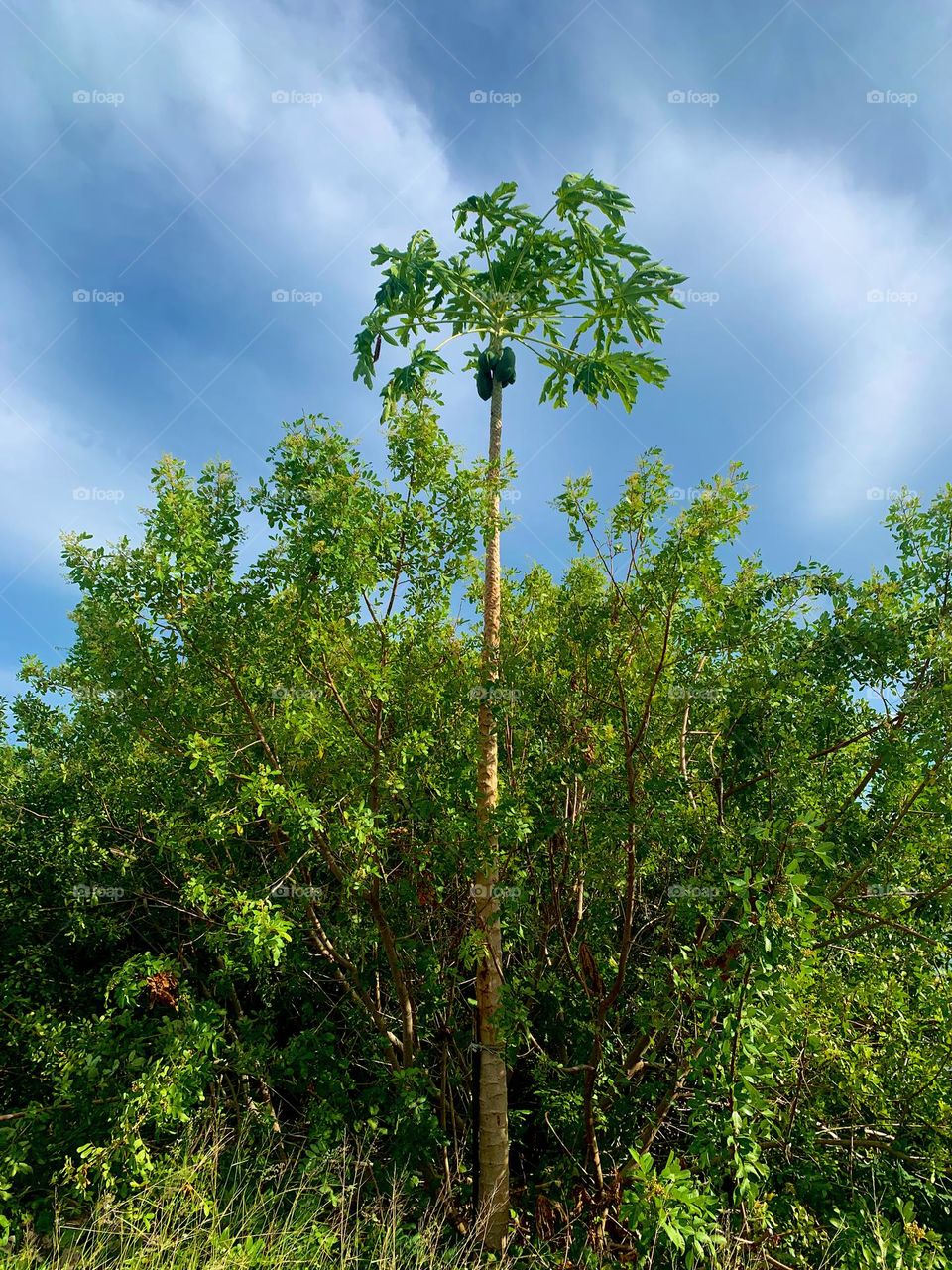 Papaya Tree Centered In The Middle Of The Tropical Forest Under Blue Sky And Some Soft Looking Clouds