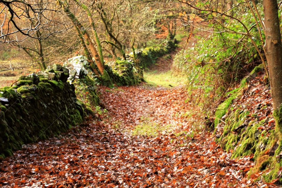 View of forest in autumn