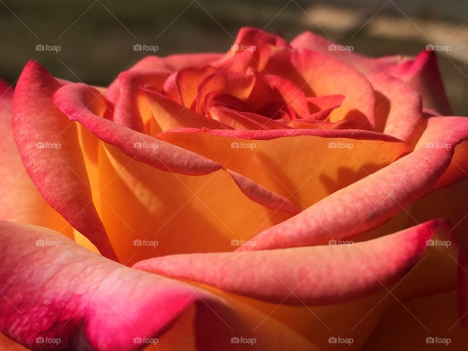 Sunny rose 