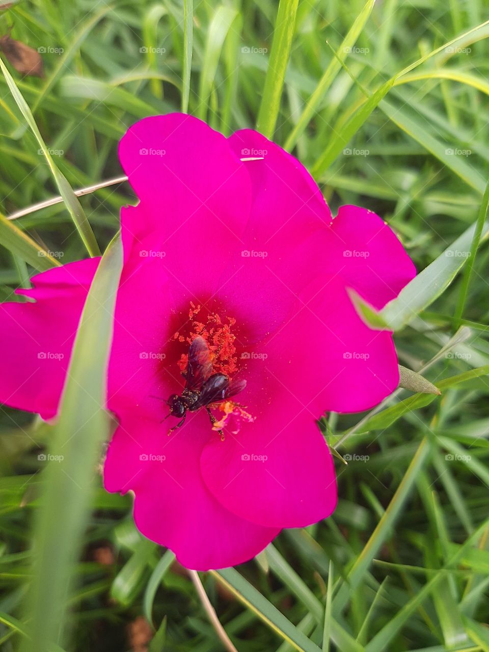 Bee collecting pollen.