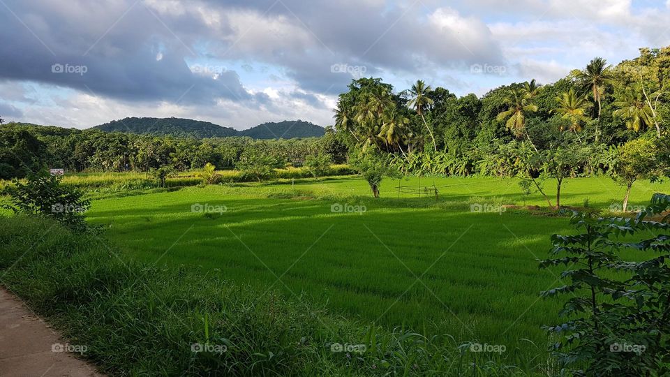 paddy fields