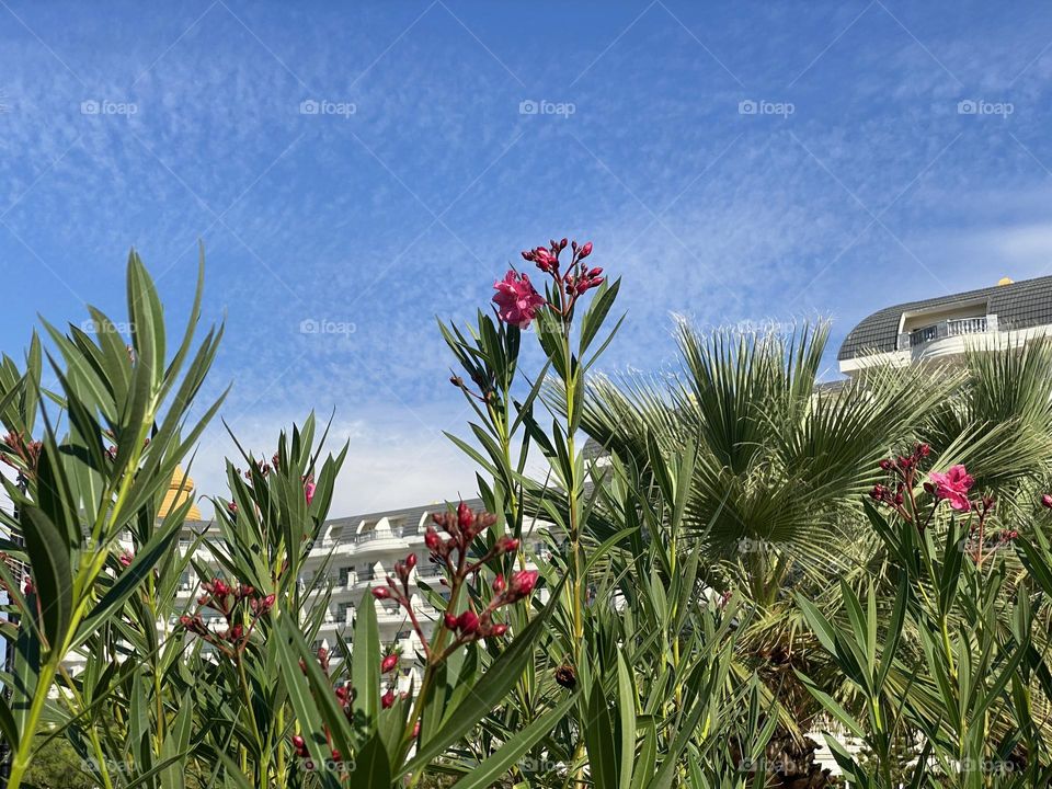 Flower and palm trees in front of hotel 