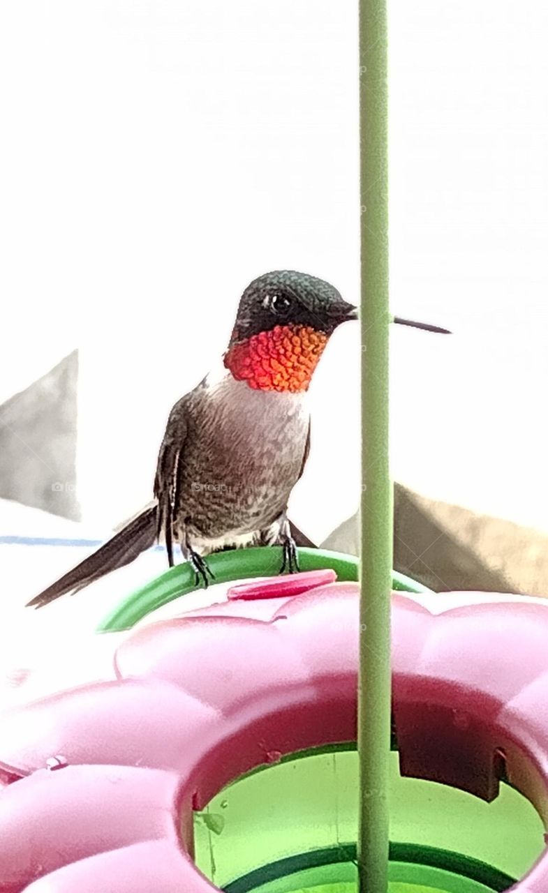 Ruby Red Throat Hummingbird