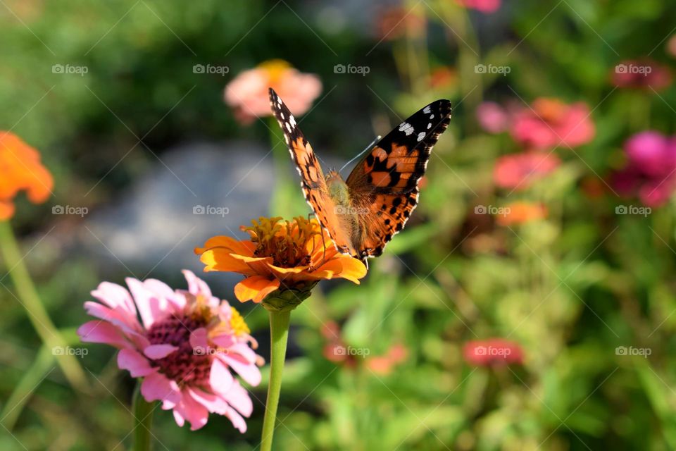 Butterfly Garden