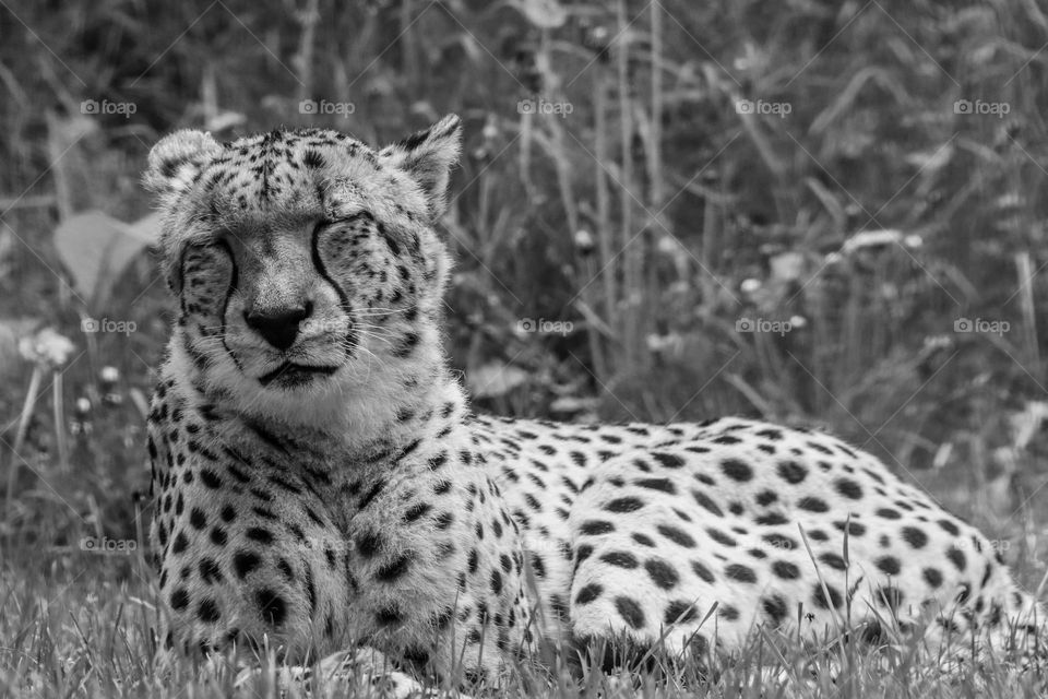 Cheetah sleeping in black and white