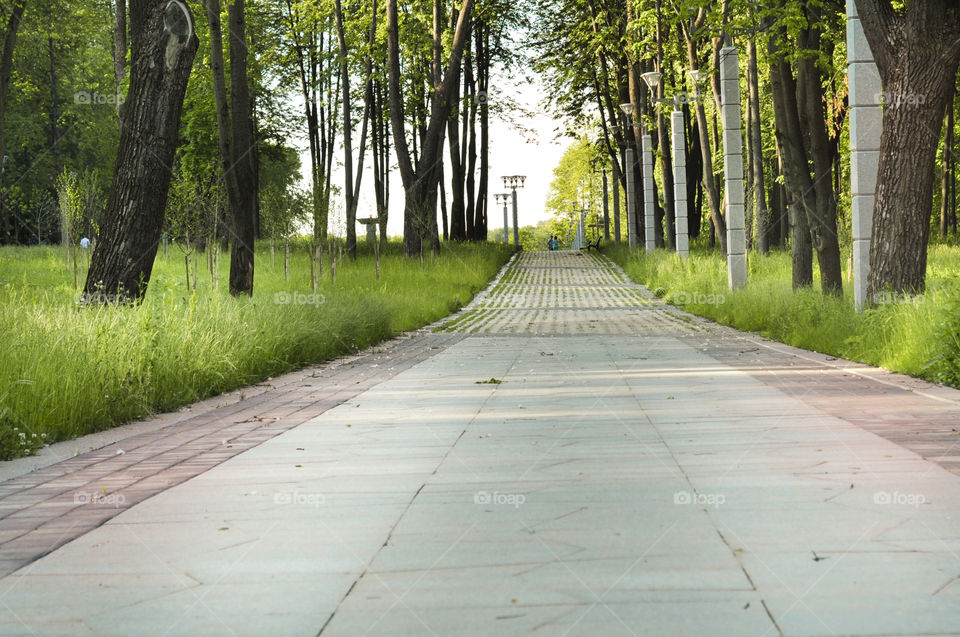 Road, Guidance, Wood, Nature, Tree