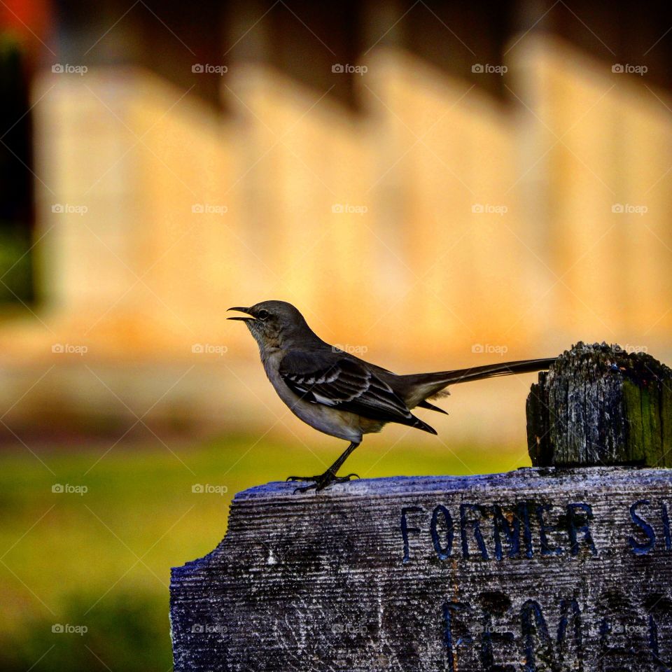 my trip to central state mental institution