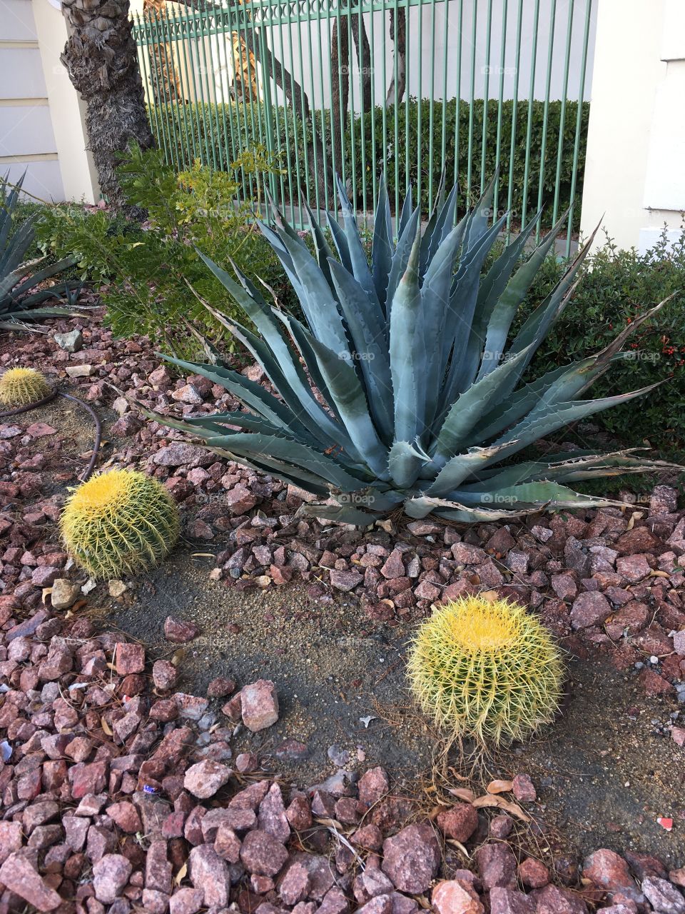 6. Cactus