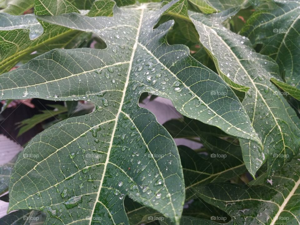 First Rain Drops