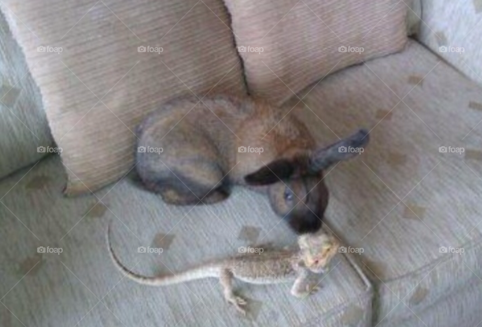 pet rabbit by Iphonepic