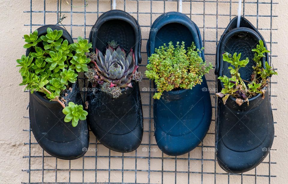 repurposed croc shoes as plant holders displayed on a wall...save the environment.