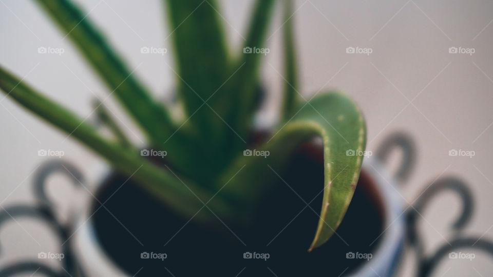 Aloe Vera plant