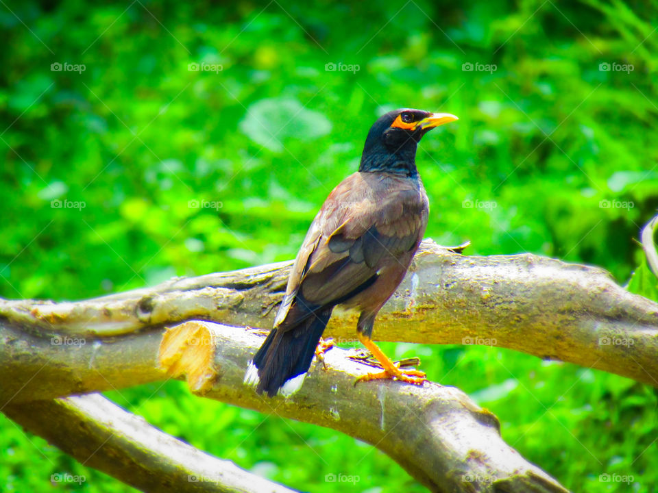 The common myna or Indian myna (Acridotheres tristis), sometimes spelled mynah, is a member of the family Sturnidae (starlings and mynas) native to Asia.