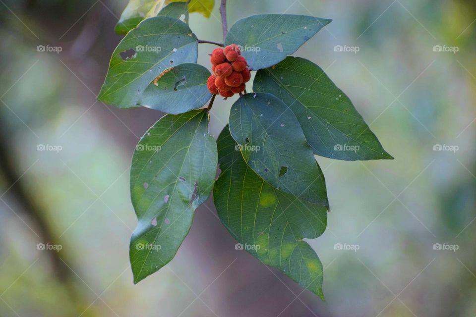 Mallotus philippensis is a plant in the spurge family. It is known as the kamala tree or red kamala or kumkum tree, due to the fruit covering, which produces a red dye.