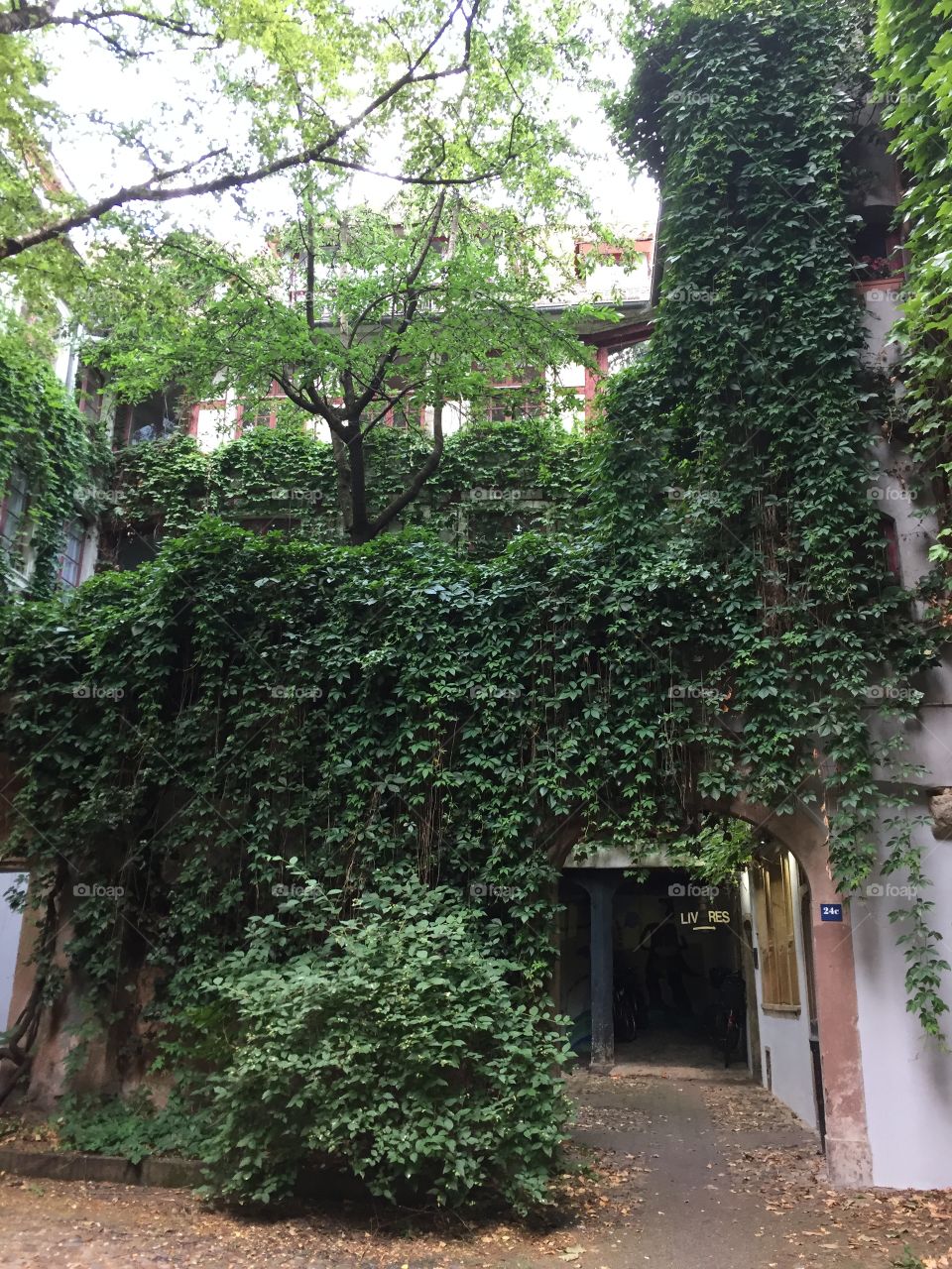 Bookstore in Nancy France hidden in vines, ancient books sell