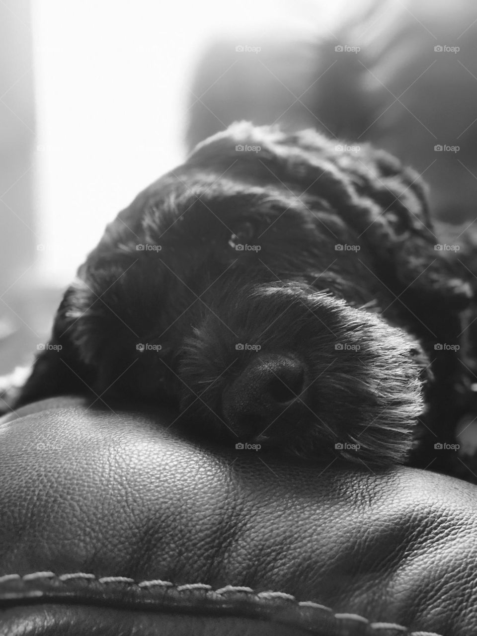 Dog lays on couch, dog gazing at lens, dog’s eyes looking back at viewer, dog relaxing on couch, animals at home