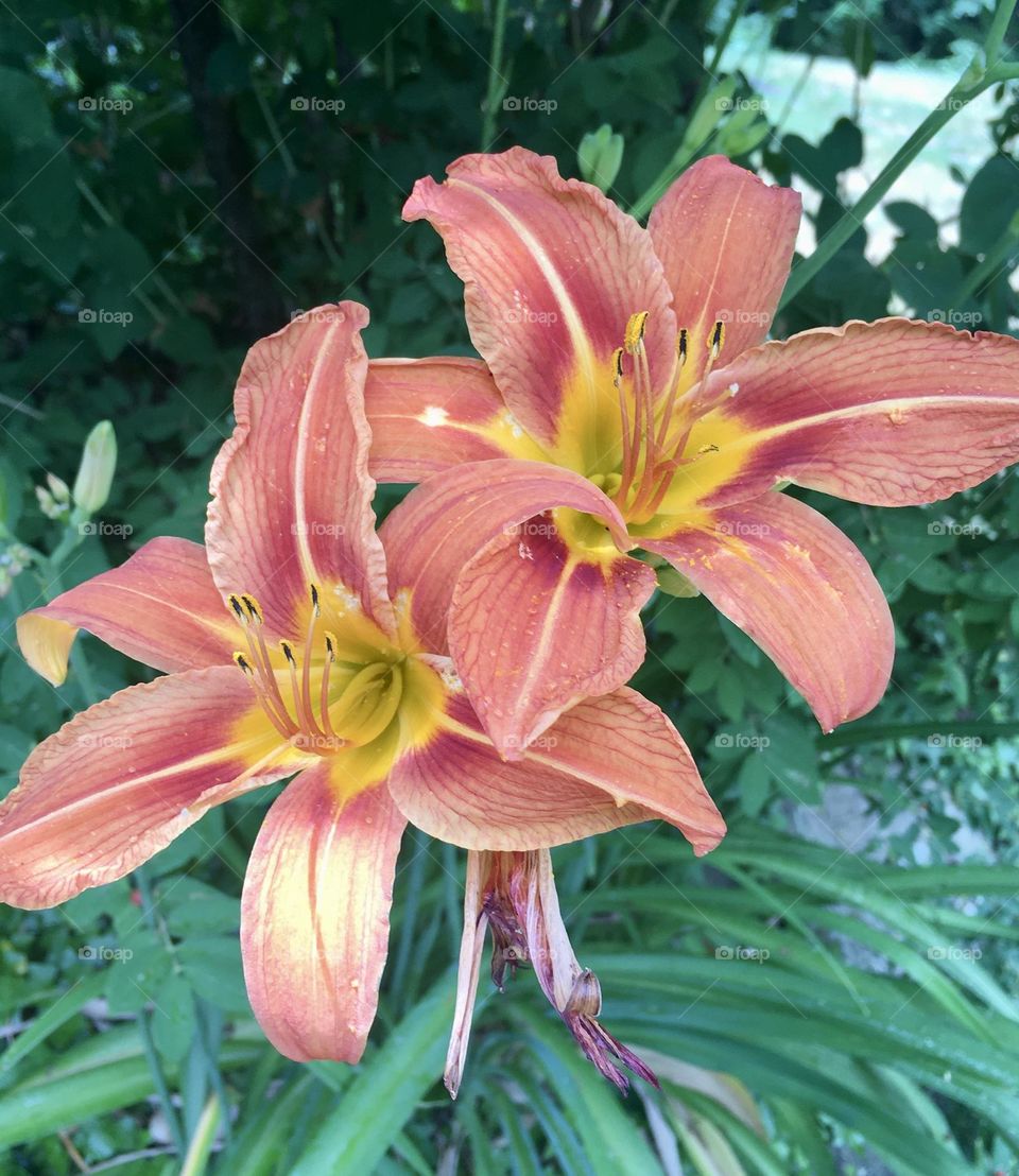 Two vibrant orange daylilies with yellow centers bloom brightly, standing out against a lush backdrop of green stems and leaves—a bold, natural contrast of color and texture.
