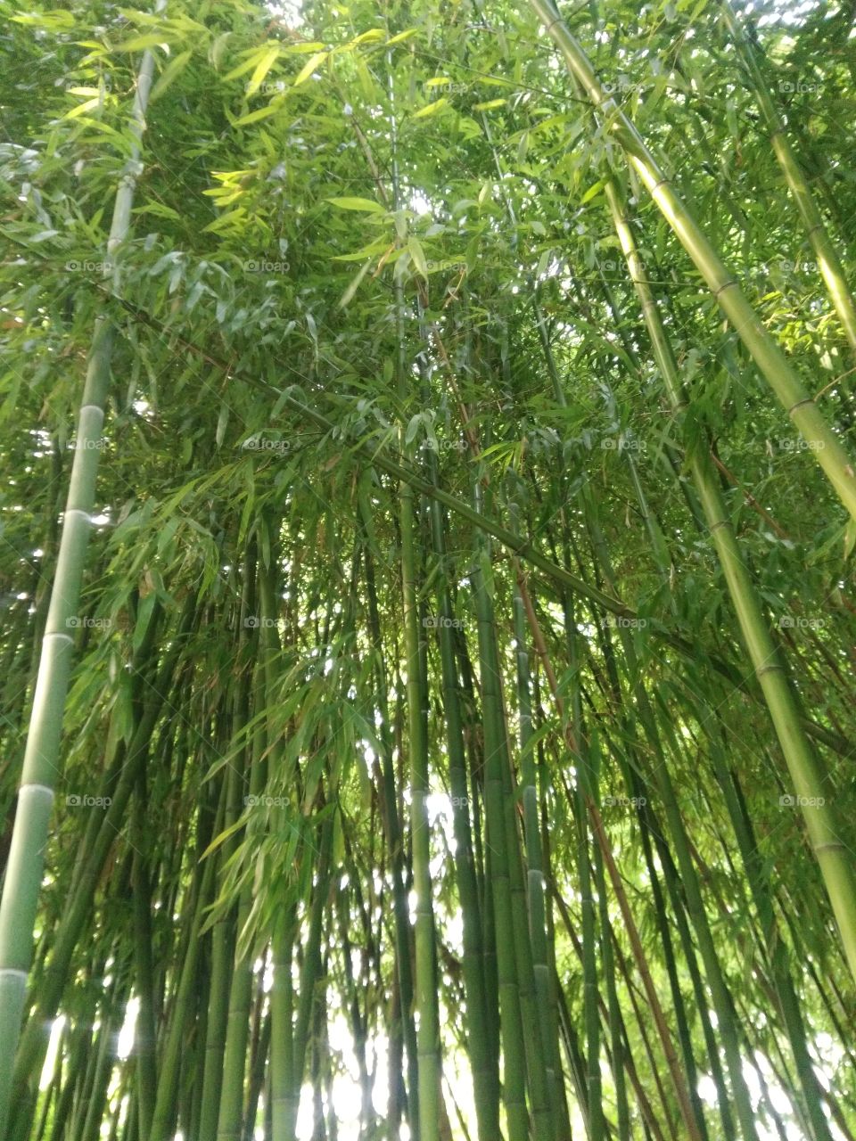 bamboo