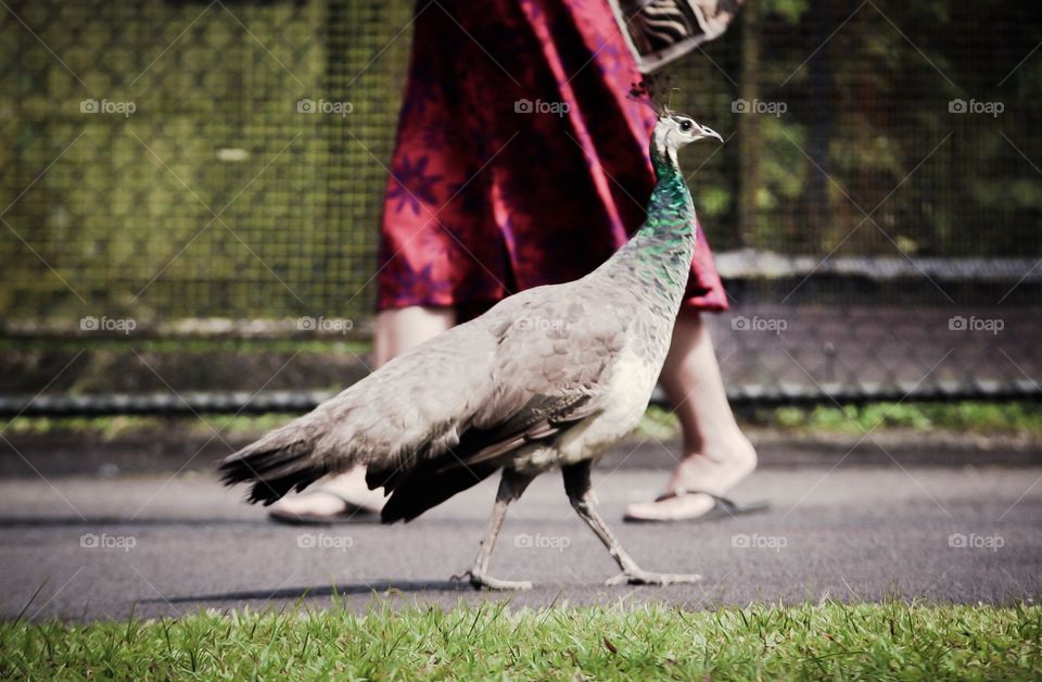 Peacock pedestrian 