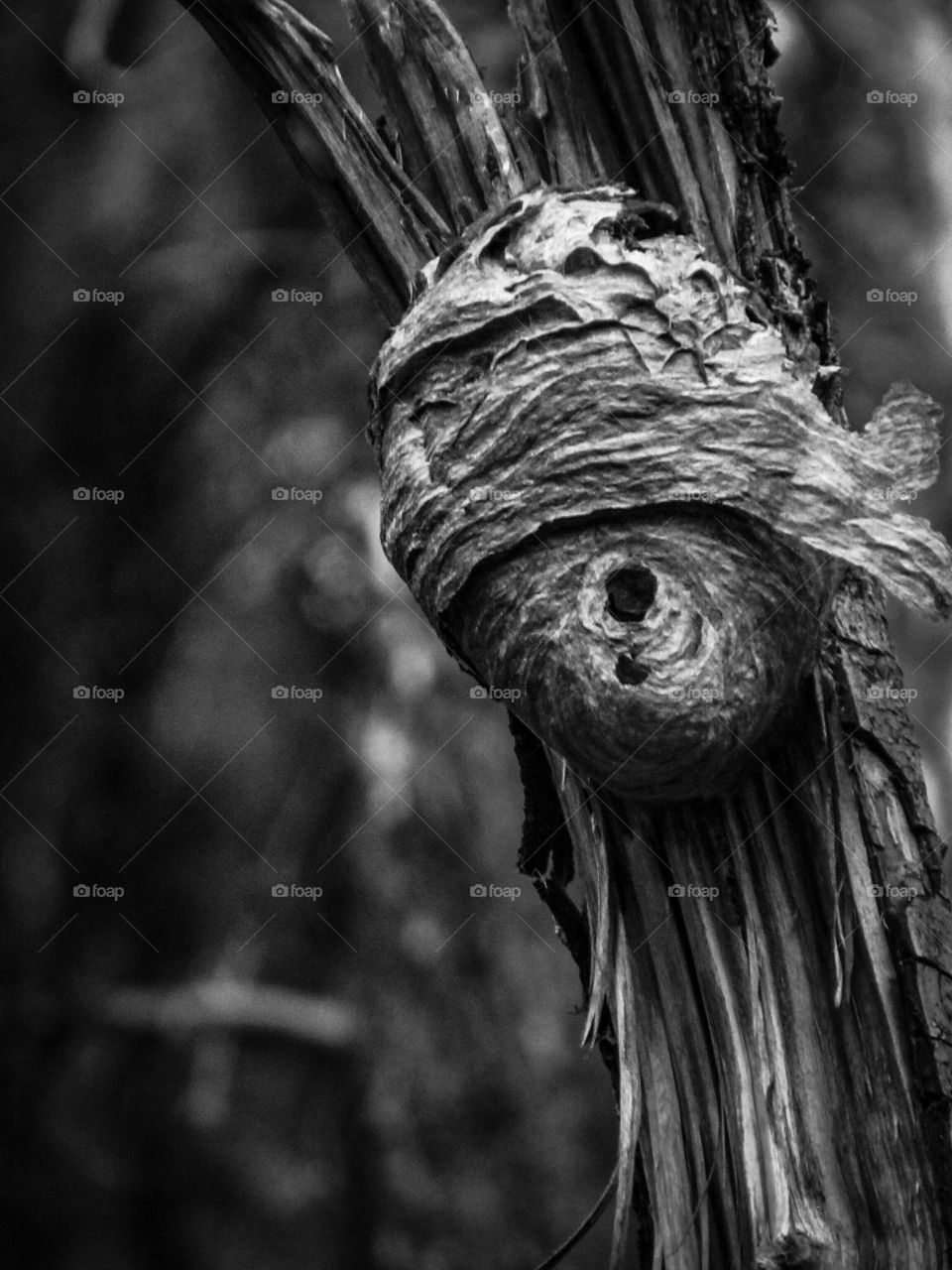 wasp nest on tree