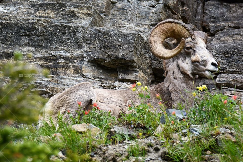 Longhorn sheep