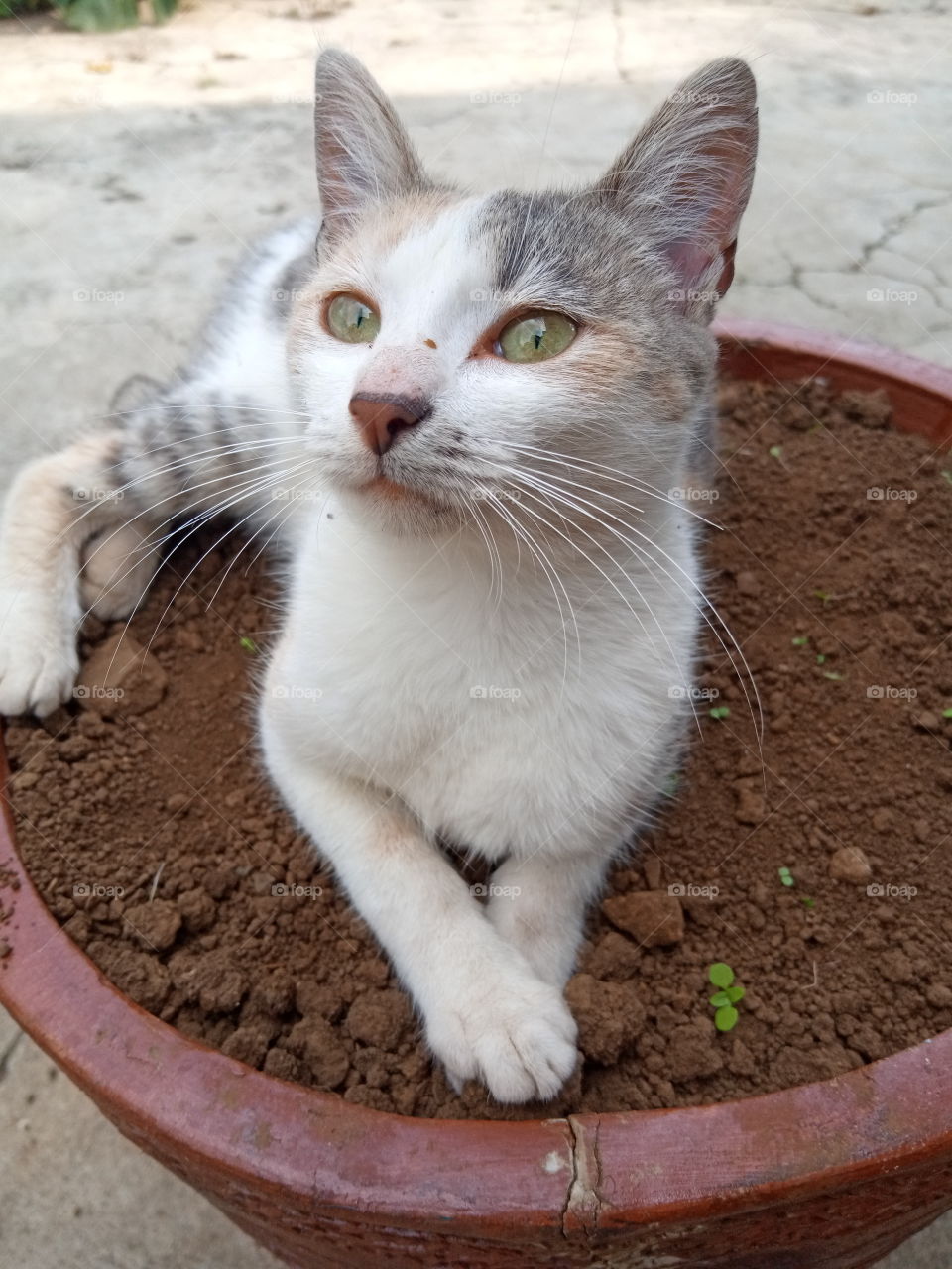 Just chilling on a pot so relaxing