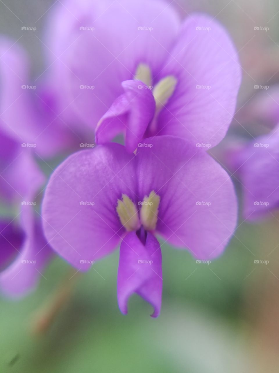 purple flowers