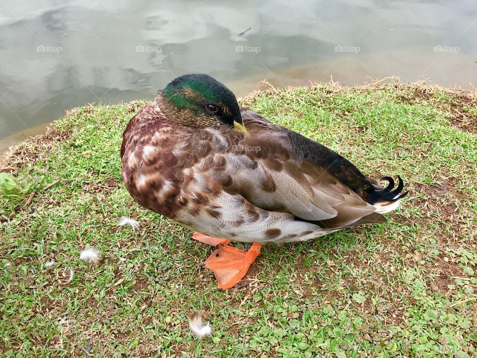 A wild duck with a lot of shyness.  Look at him there trying to hide! / Um patinho selvagem com muita timidez. Olha ele aí tentando se esconder!