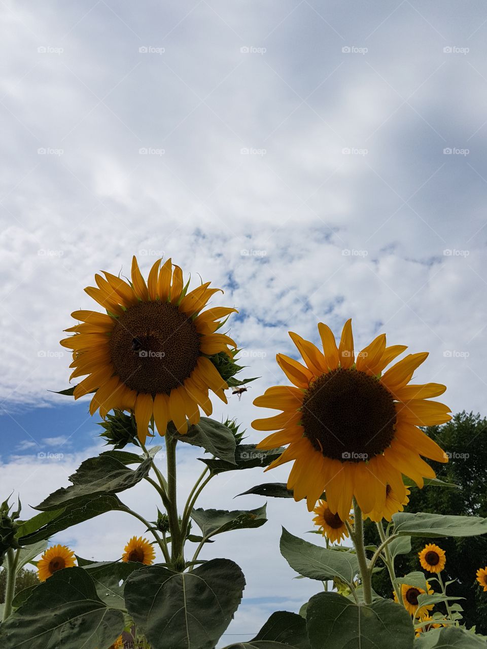 Blooming sunflowers field in italian summer with cloudy sky