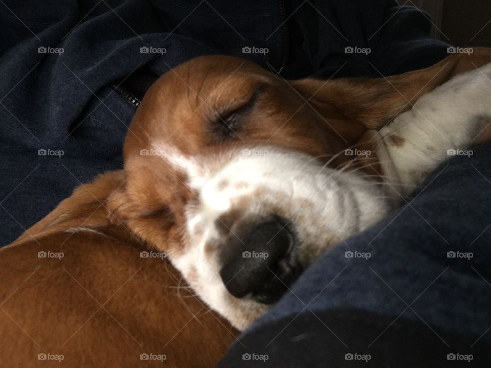 Sleeping basset hound