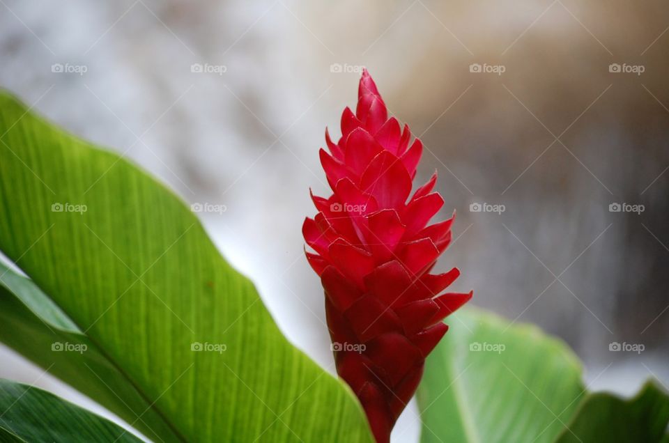 Red Ginger Flower