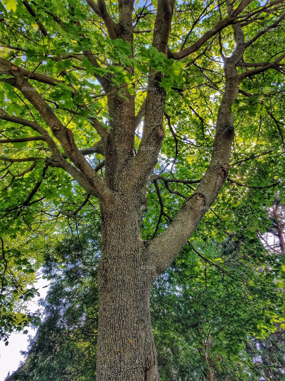 Foliage