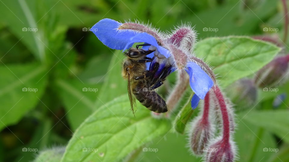 medicinal herb-borage grass -brain