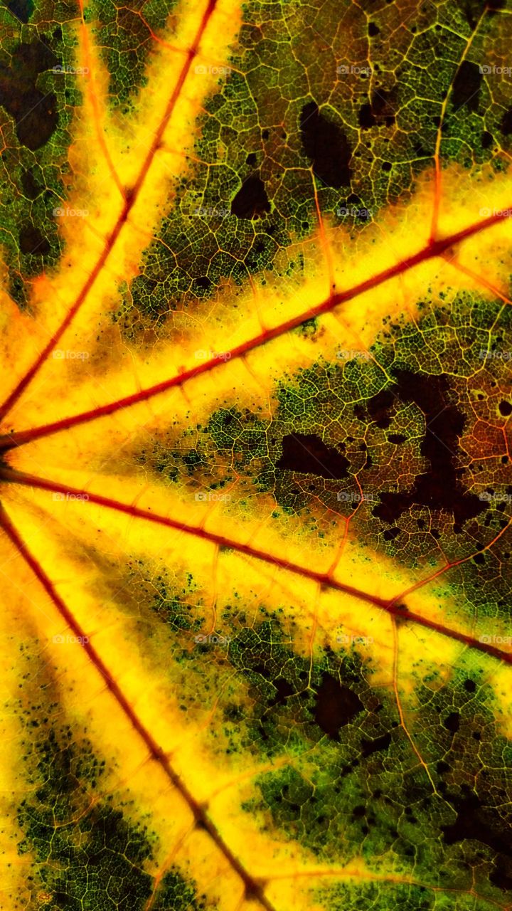 maple leaf texture