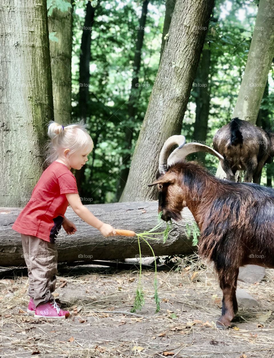 sheep, a girl feeds a goat, carrots, vegetables, forest, trees