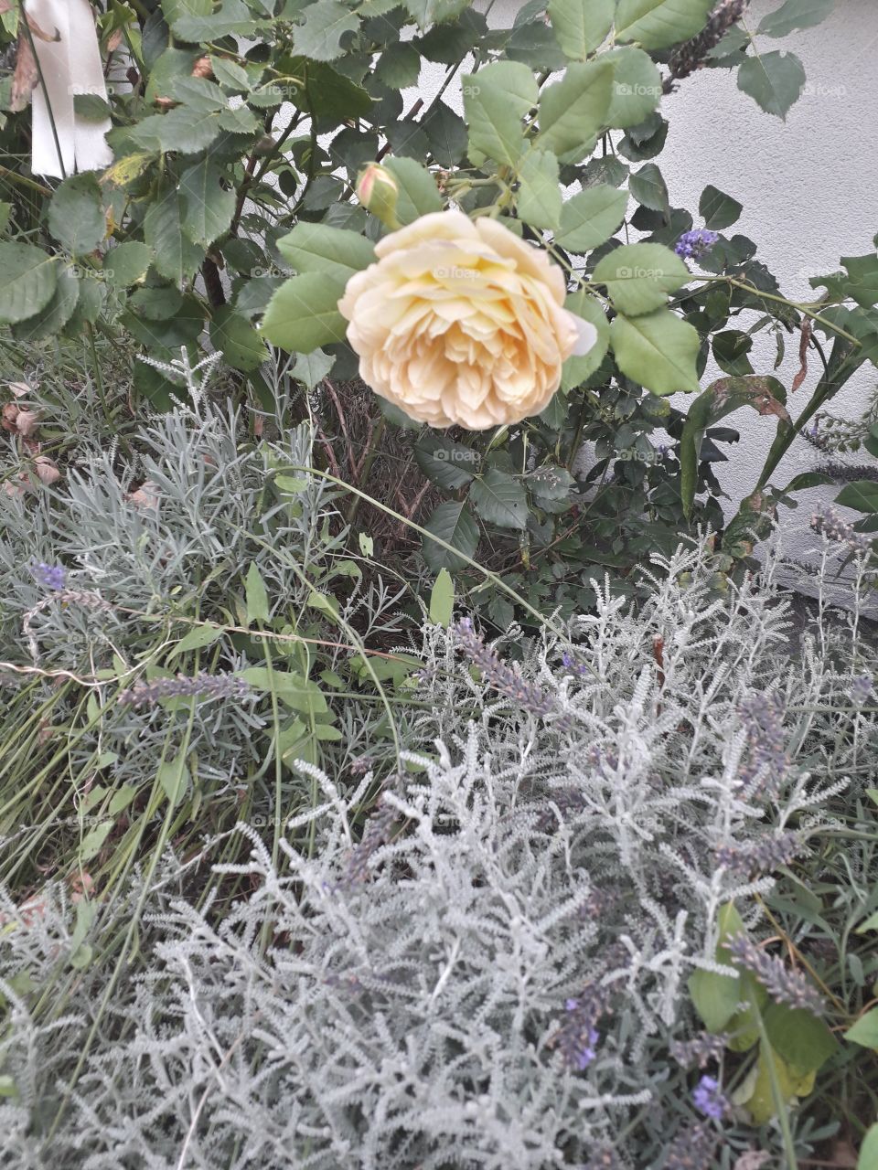 Helichrysum curry bush and yellow rose