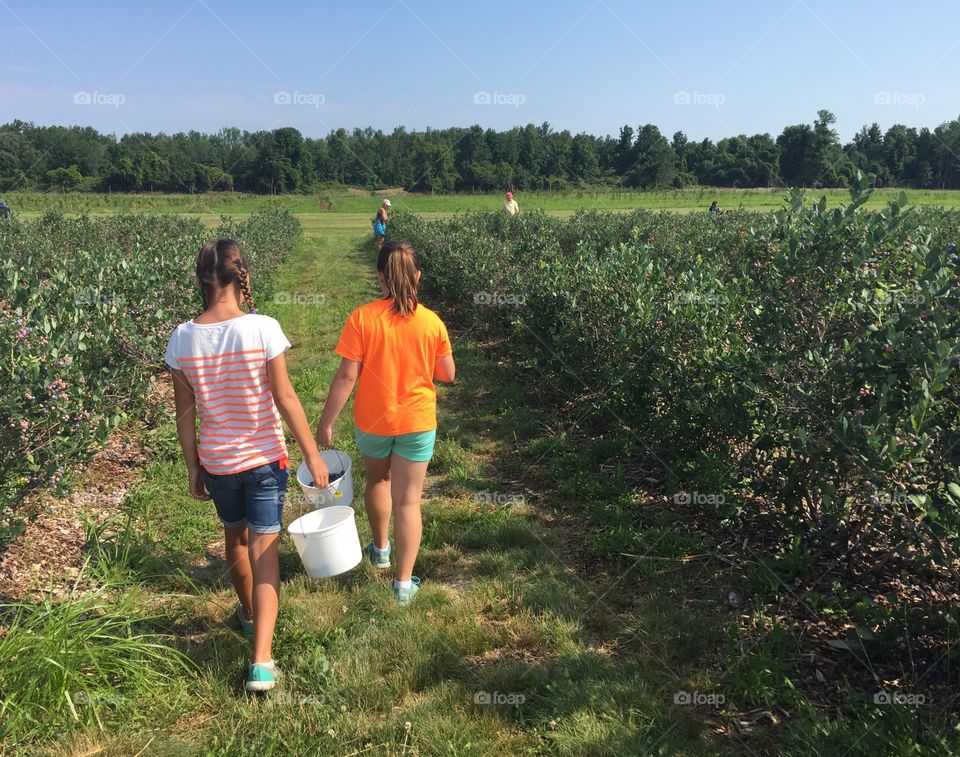 Blueberry picking