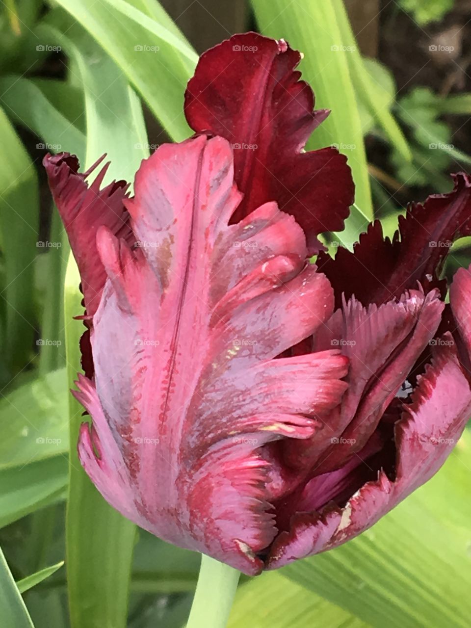 Burgundy parrot tulip