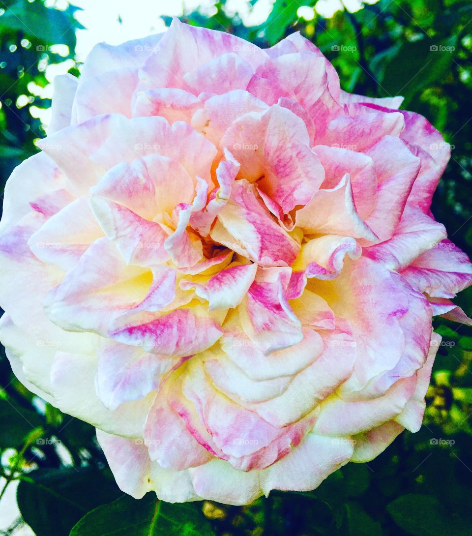 🇧🇷 Flores do nosso jardim, colorindo a nossa timeline nesta terça-feira!

🇺🇸 Flowers from our garden, coloring our timeline this Tuesday!